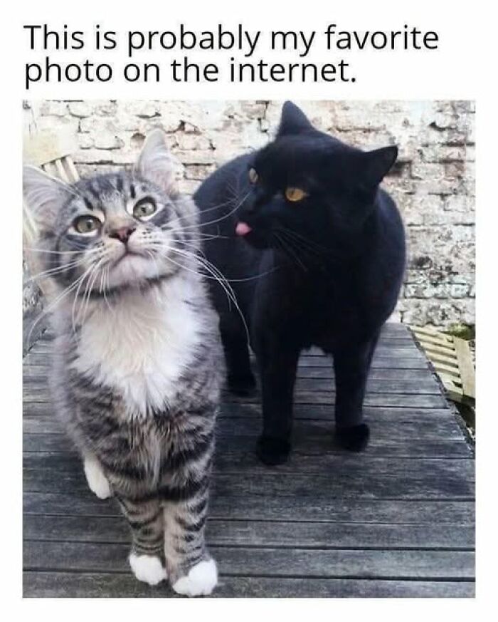 Cute animal meme with a black cat licking a grey tabby, highlighting funny animal memes found on the internet.