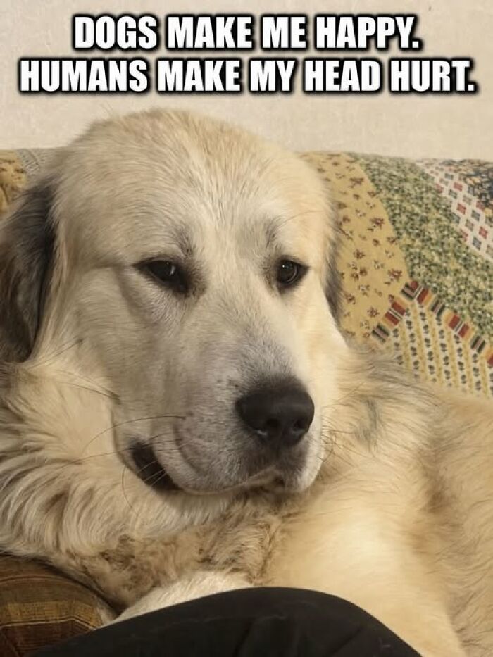 A large, sad-looking dog expressing relatable animal memes about preferring dogs over humans.