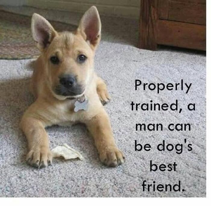 A cute puppy lying on a carpet next to a funny quote about dogs and humans, an animal meme.