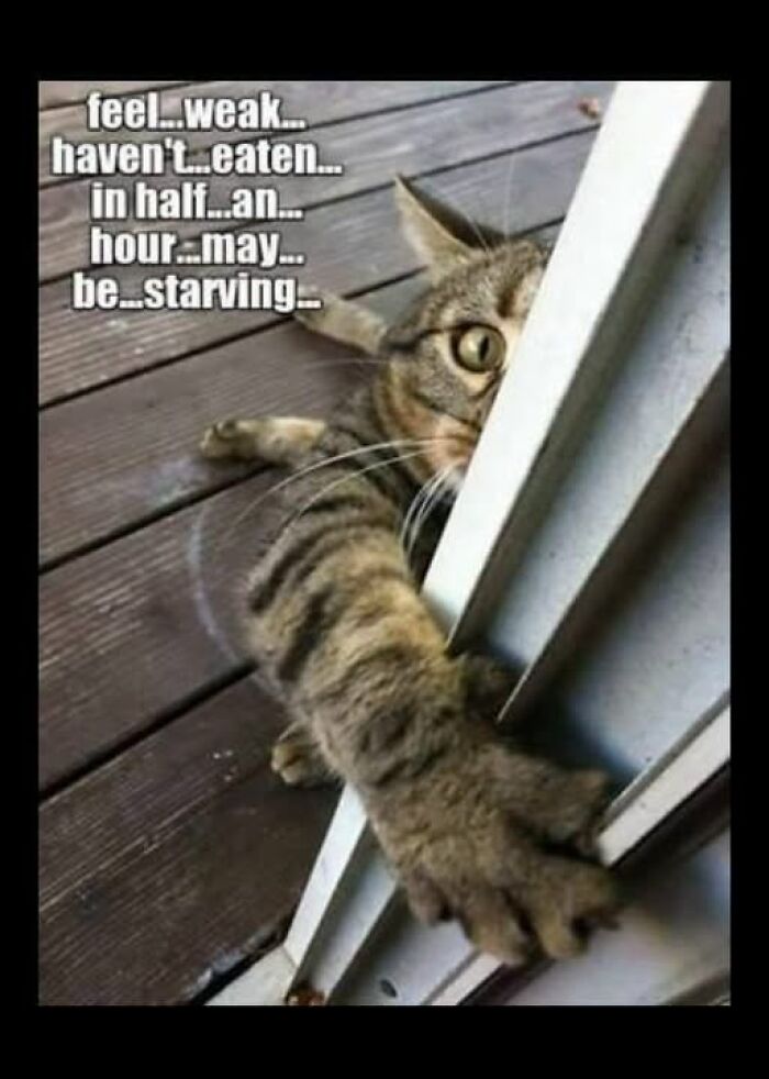 A dramatic cat meme peering from behind a door, humorously highlighting animal memes.