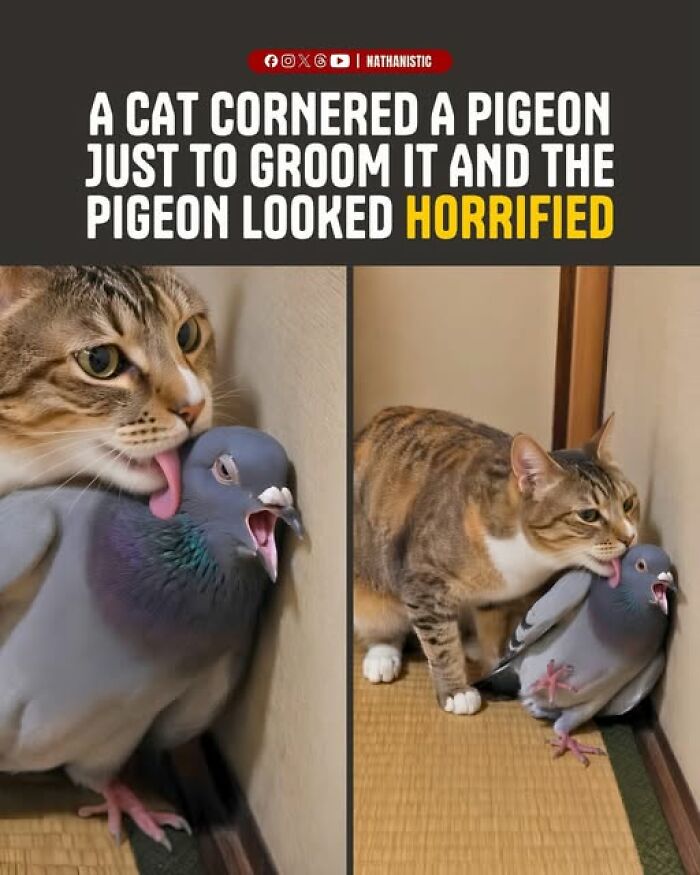 Two images of a cat grooming a horrified pigeon, a funny animal meme capturing their interaction.