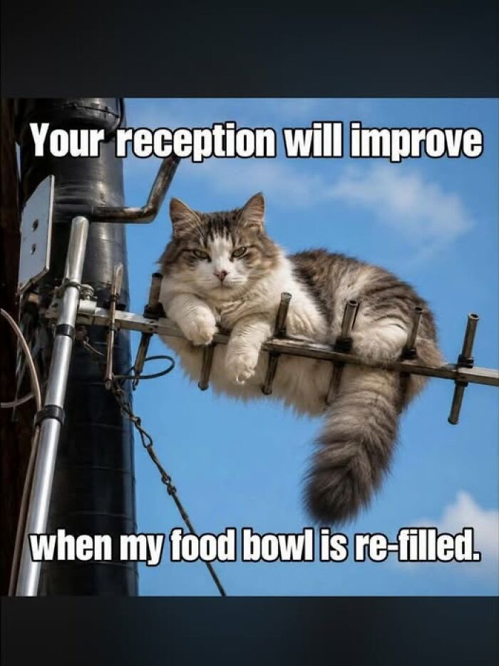 This animal meme shows a fluffy cat perched on a TV antenna, demanding a re-filled food bowl for better reception.