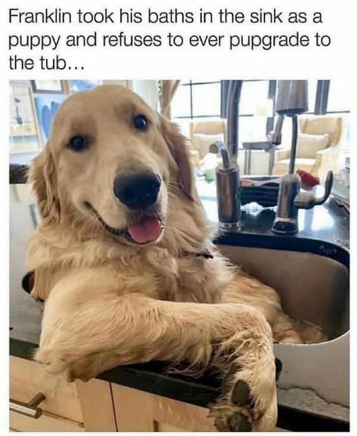 This funny animal meme features a golden retriever smiling while relaxing in a kitchen sink, a puppy bath alternative.