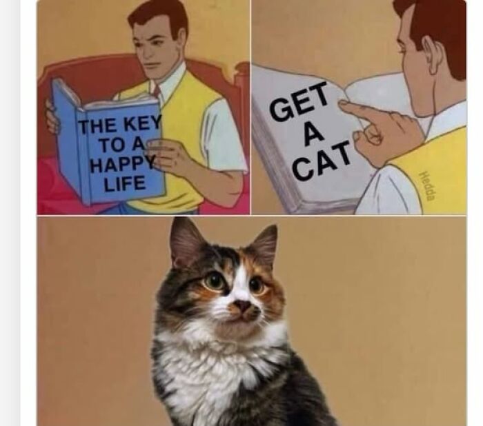An animal meme showing a man reading a book, revealing a cat as the key to a happy life.