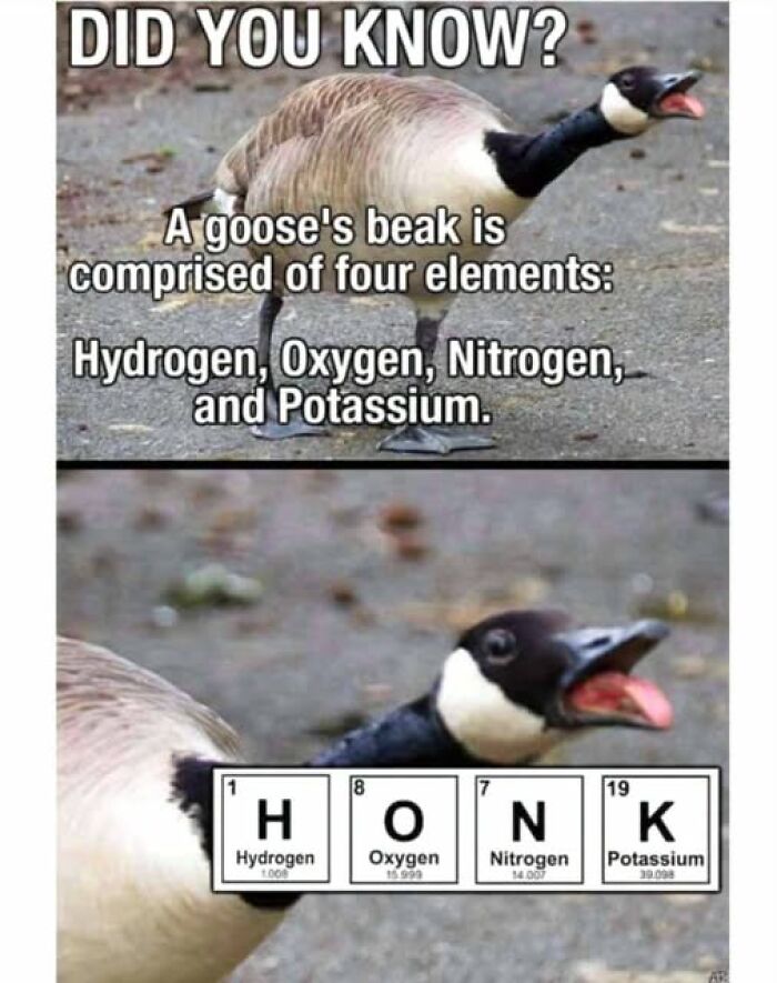 A goose looking surprised and yelling HONK with the periodic table elements H, O, N, K, an animal meme.