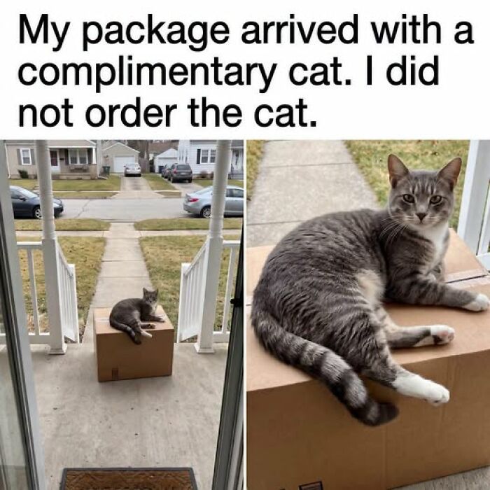 A gray tabby cat lying on a delivery box on a porch, an unexpected feline arrival, an animal meme.