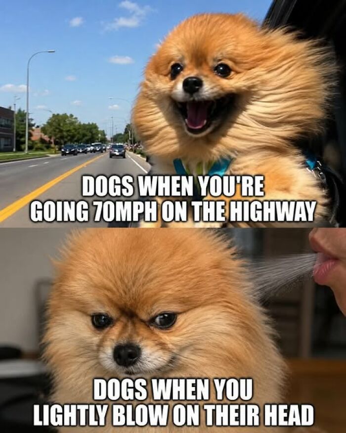 Two images of a fluffy Pomeranian dog; one happy on a highway, the other angry at a light blow, an animal meme.