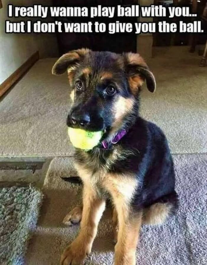 A German Shepherd puppy holding a ball, expressing a desire to play but not share, a cute animal meme.