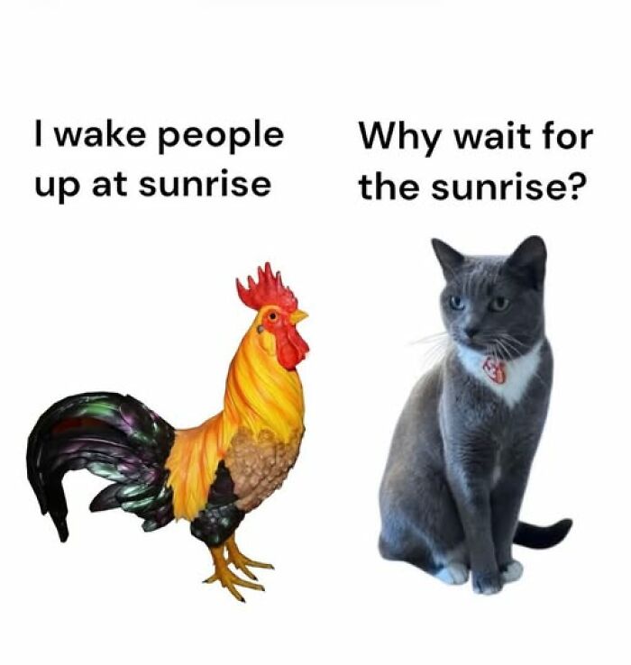 A rooster and a cat discussing waking up at sunrise, a funny animal meme.
