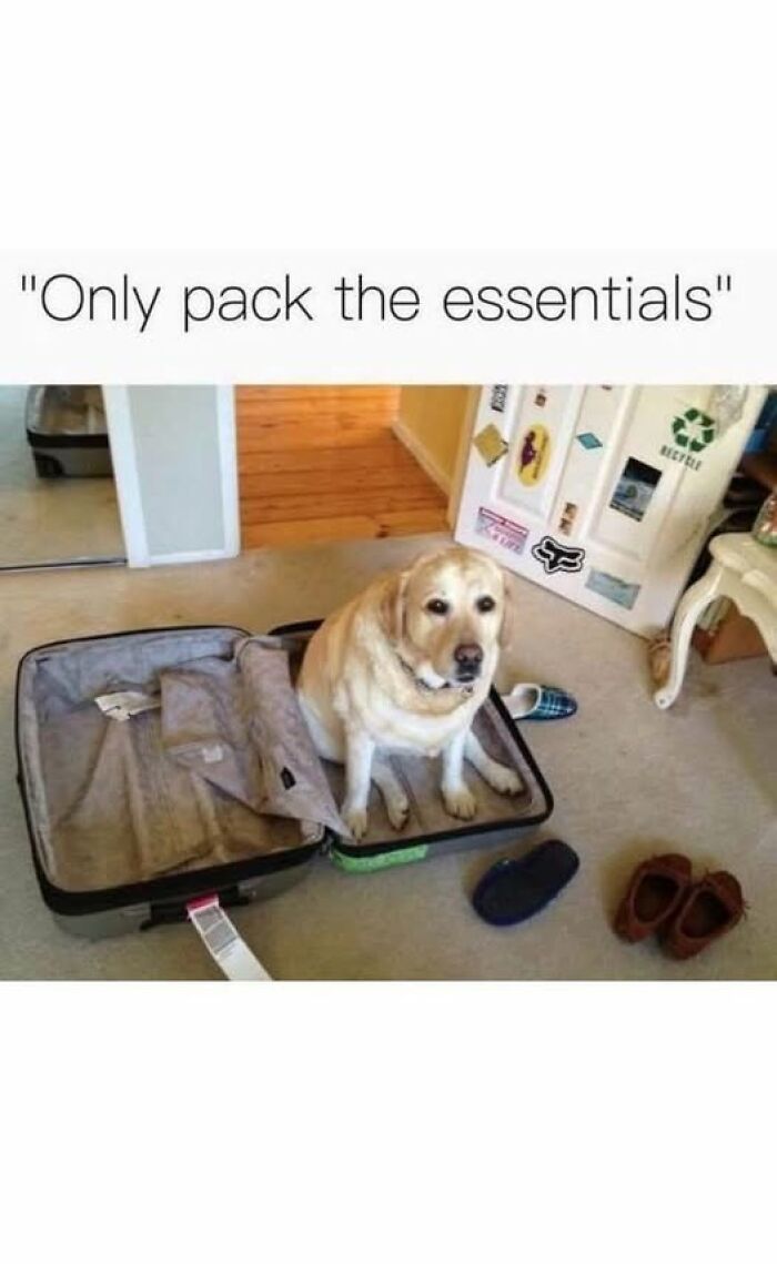 A yellow Labrador dog sitting inside a suitcase, a humorous animal meme about packing essentials.