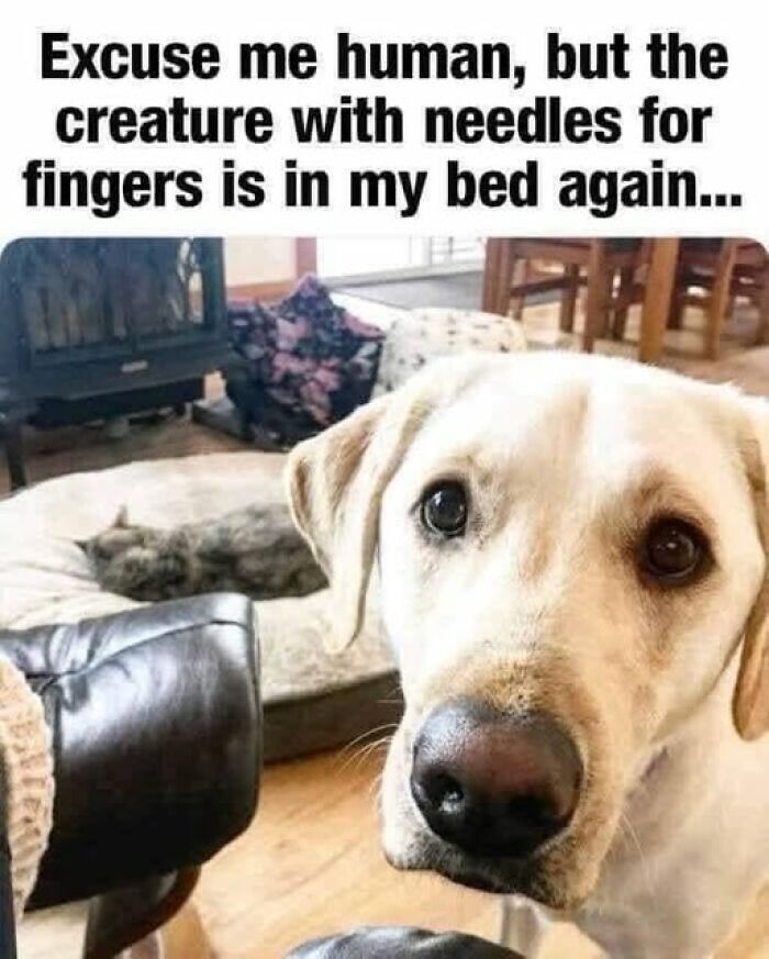 A dog looking concerned about a cat sleeping in its bed, a funny animal meme.