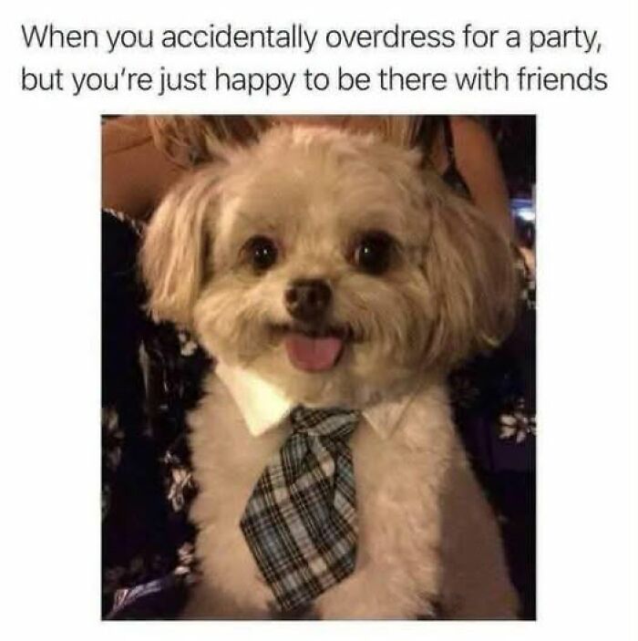 A small dog in a tie, happy at a party, showcasing relatable animal memes.