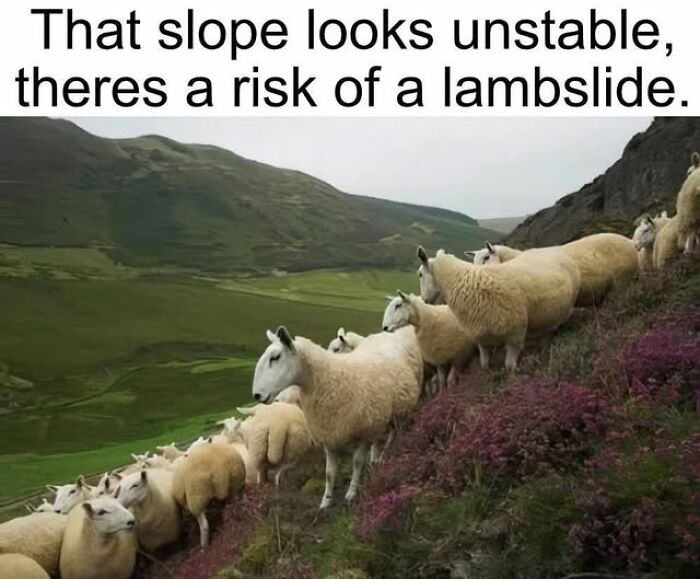 Sheep walk precariously on a steep, purple-flowered hillside, a funny animal meme about unstable slopes.
