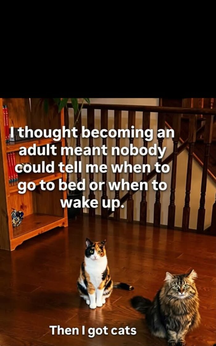 Humorous animal meme showing two cats on a wooden floor with text about adult freedom vs. having cats.