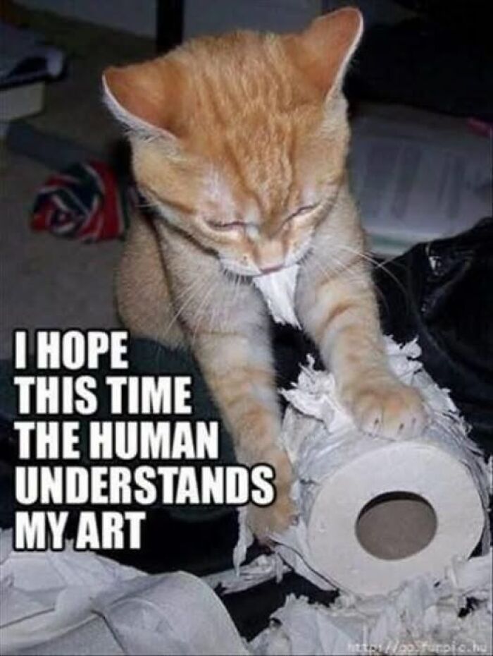 Funny animal meme of an orange cat shredding a toilet paper roll with the caption 'I hope this time the human understands my art'.