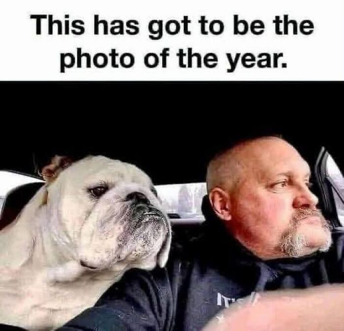 Hilarious animal meme featuring a bulldog looking displeased while sitting in a car next to a man.