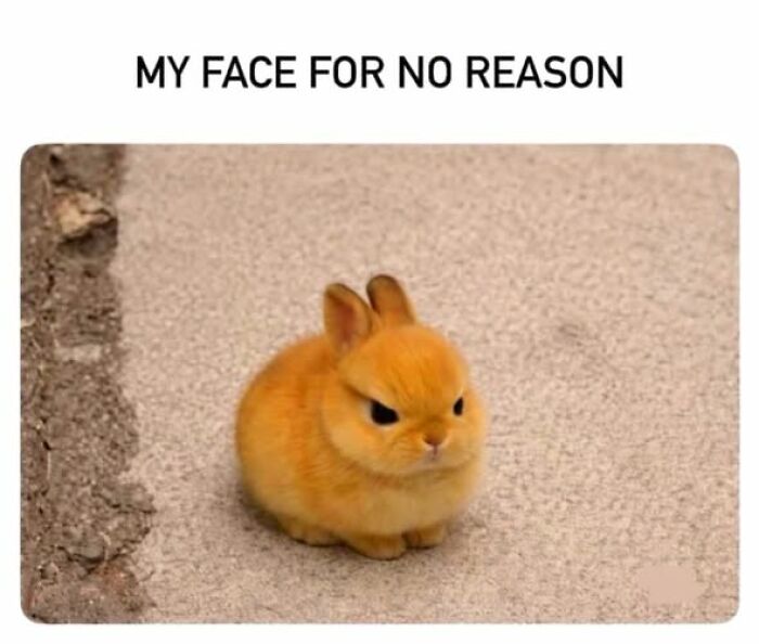 A small, fluffy orange bunny with an angry expression, a relatable animal meme showing a random mood.