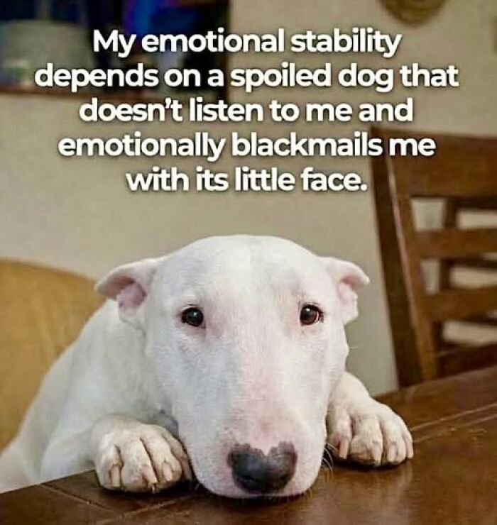 A bull terrier dog looking up with a relatable animal meme about emotional stability.