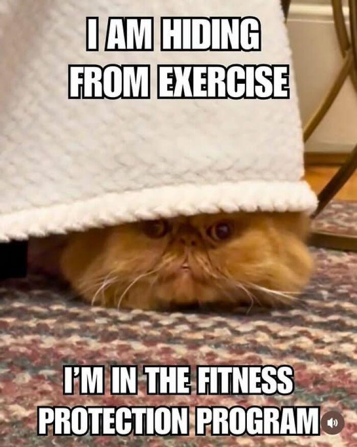 A fluffy orange cat hiding under a blanket, portraying a relatable animal meme about avoiding exercise.