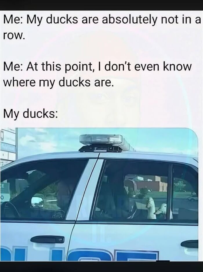 Two ducks sitting in the passenger seat of a police car, a relatable animal meme about disorganization.