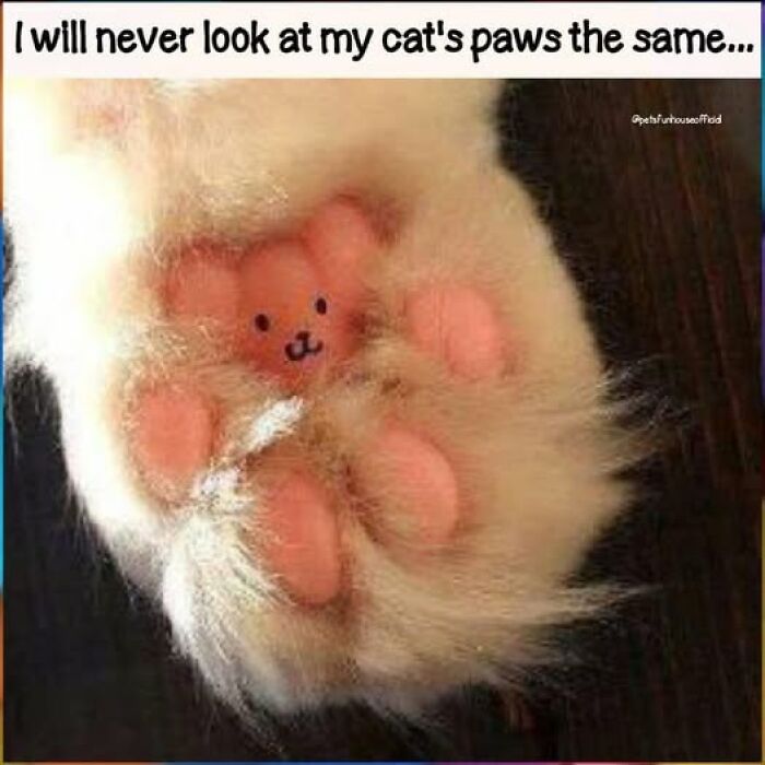 A close-up of a cat's paw with a drawn face in the middle of its pink toe beans, creating an animal meme.