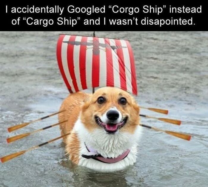 A corgi dog dressed as a Viking ship, complete with a sail and oars, in water. This is an animal meme.