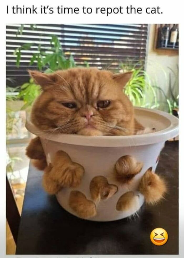 An angry-looking ginger cat in a white pot with its fur poking out of heart-shaped holes. This is an animal meme.
