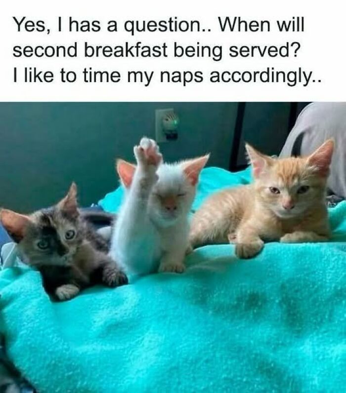 Three kittens on a blue blanket; one white kitten raises a paw, asking about second breakfast. A funny animal meme.