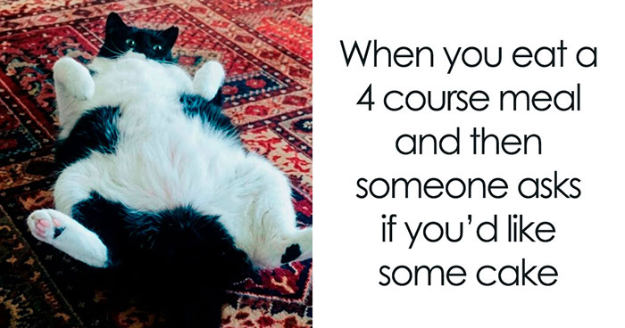 78 Funny Animal Memes That Might Just Improve Your Mood