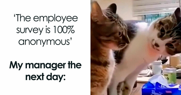 78 Funny Animal Memes That Might Just Improve Your Mood
