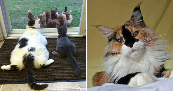34 Funny And Wholesome Cat Pics Shared By This Page For Anyone Might Need A Dose Of Cuteness