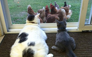34 Delightful Cat Pics Shared By This Page Featuring Funny Faces, Tiny Kittens, And Beautiful Colors
