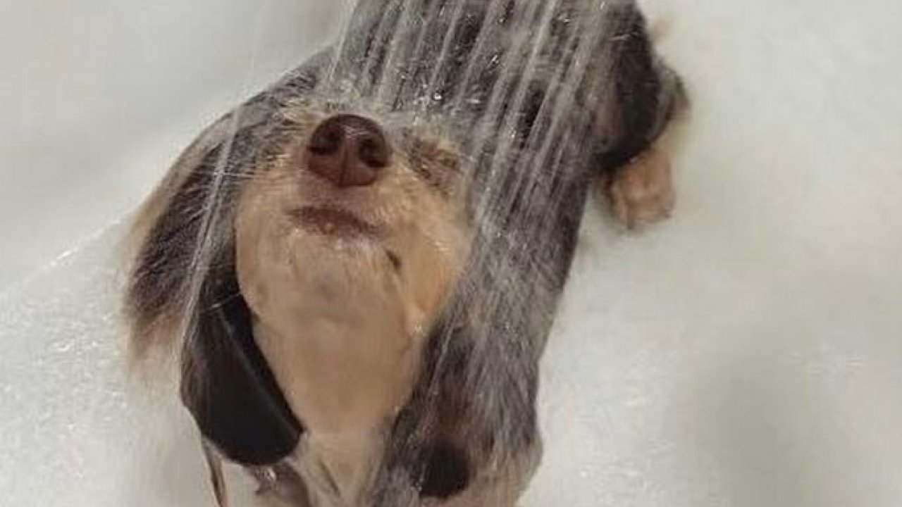 80 Dogs Who Looked At Their Owners Like Bath Time Was The Ultimate Betrayal