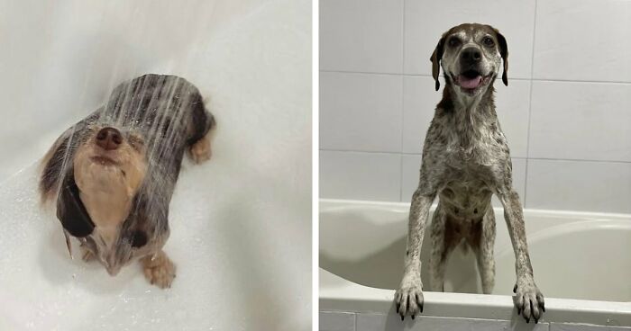 80 Dogs Who Looked At Their Owners Like Bath Time Was The Ultimate Betrayal