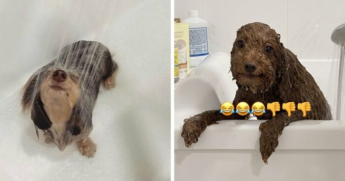 80 Times Dogs Got ‘Tricked’ Into Getting Baths, And Their Owners Just Had To Snap A Pic