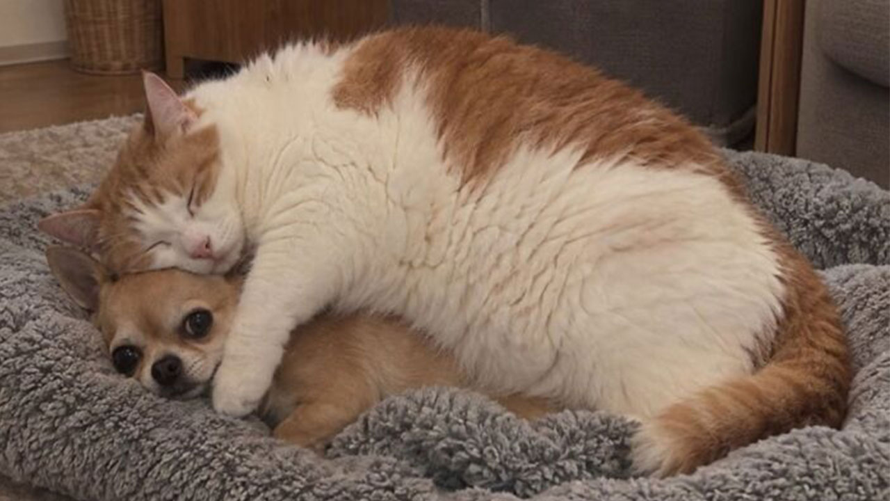 This Page Shared 34 New Pics Of Animals Which Turned Ordinary Situations Into Pure Comedy