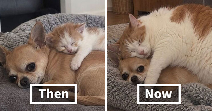 34 New Delightfully Strange And Funny Animal Moments Shared By This Page