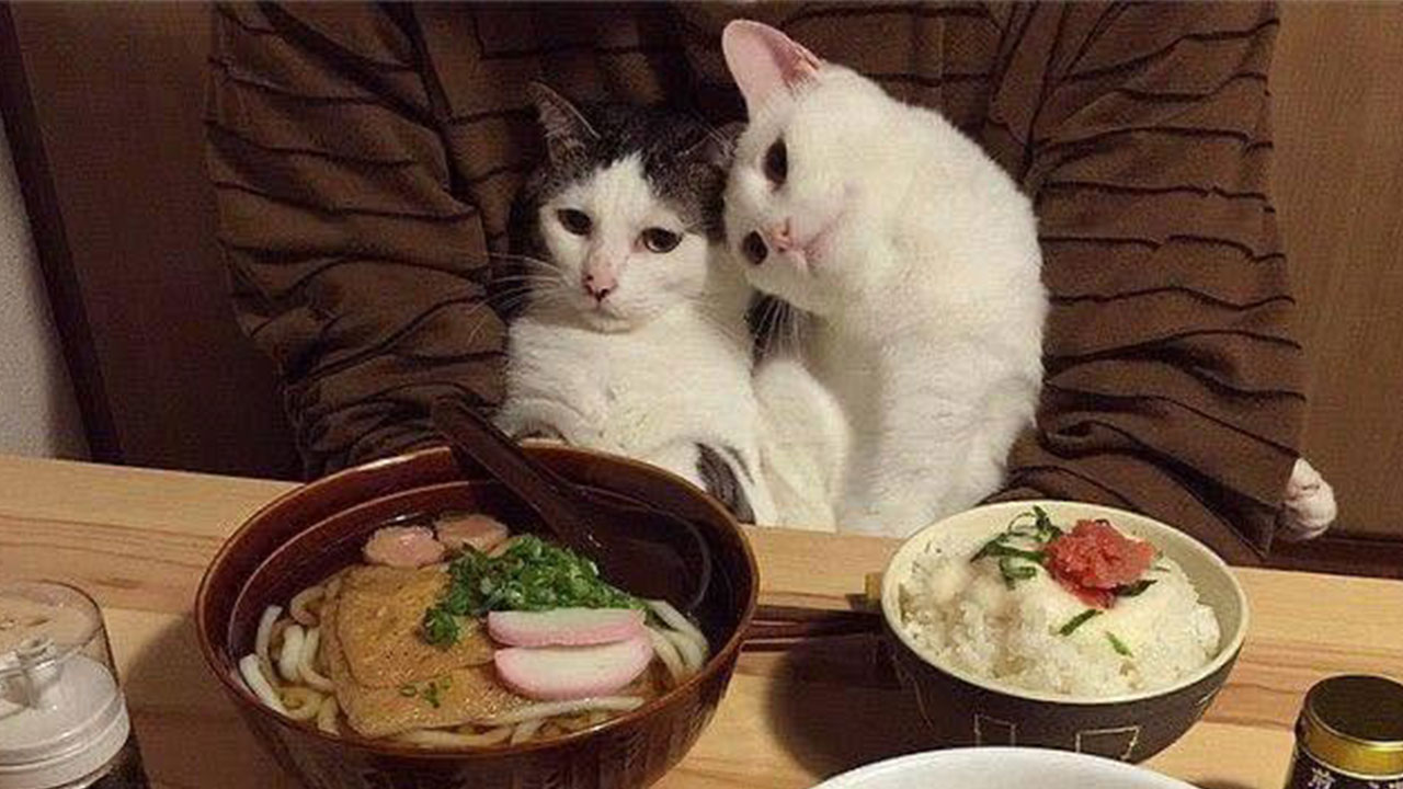 Cute Funny Cat Photos Meaaaow Msn