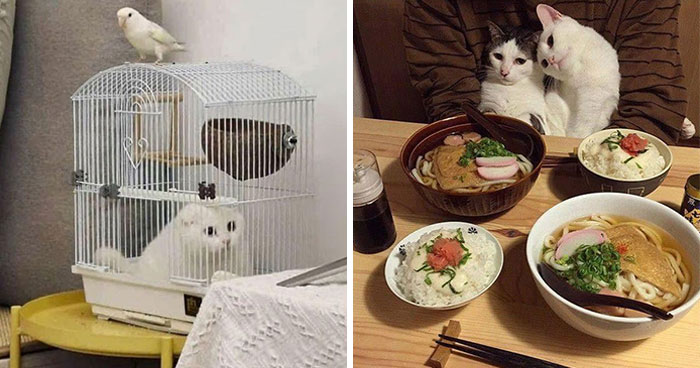 40 Funny Cat Photos From ‘Meaaaow’ That Show Cats Doing What They Do Best