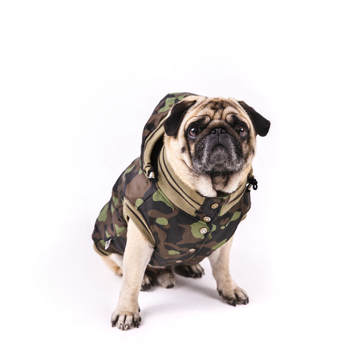 A pug dog in a camouflage coat, looking directly at the camera, representing childhood beliefs.