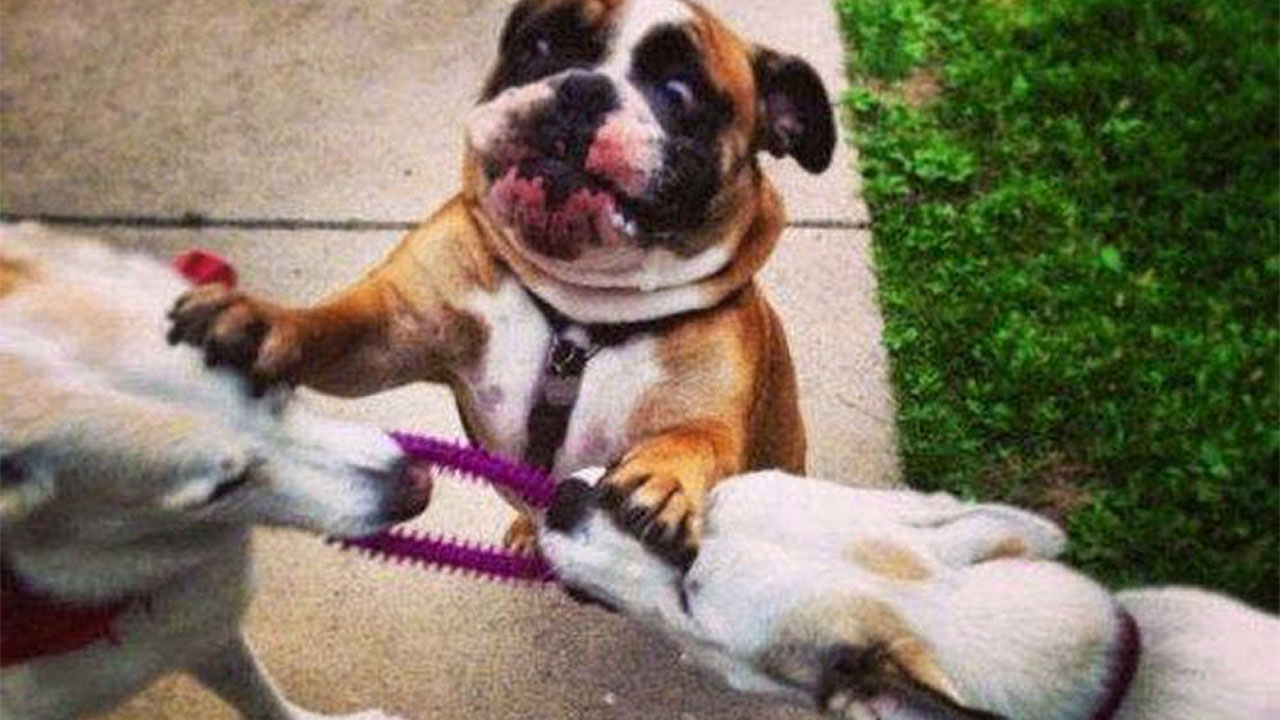 79 Times Dogs Were So Hilariously Adorable That They Got Turned Into Memes