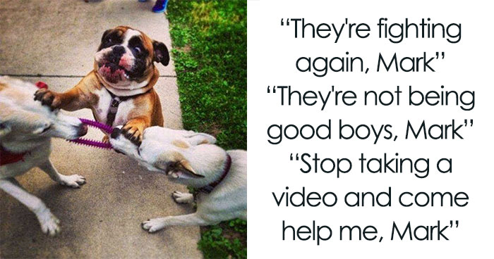 79 Dogs Just Being Dogs, And People Just Making Hilarious Memes Out Of Them