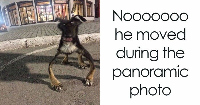 79 Times Dogs Were So Hilariously Adorable That They Got Turned Into Memes