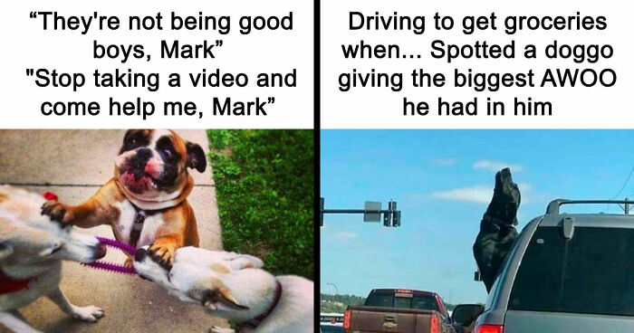 79 Times Dogs Were So Hilariously Adorable That They Got Turned Into Memes