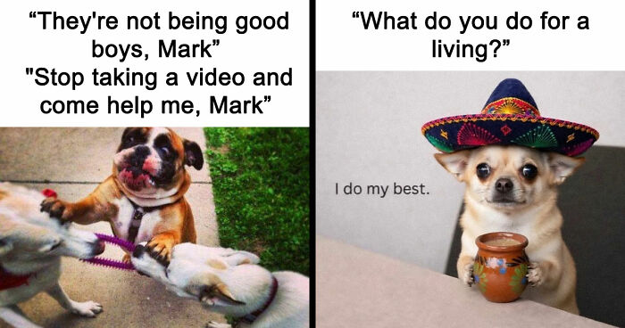 79 Times Dogs Were So Hilariously Adorable That They Got Turned Into Memes