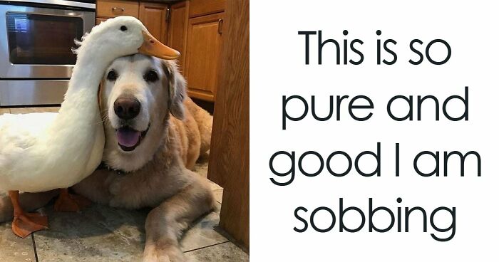 79 Times Dogs Were So Hilariously Adorable That They Got Turned Into Memes