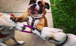 79 Times Dogs Were So Hilariously Adorable That They Got Turned Into Memes