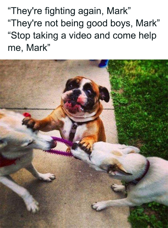 Three hilariously adorable dogs meme playing tug-of-war, with one bulldog looking distressed.