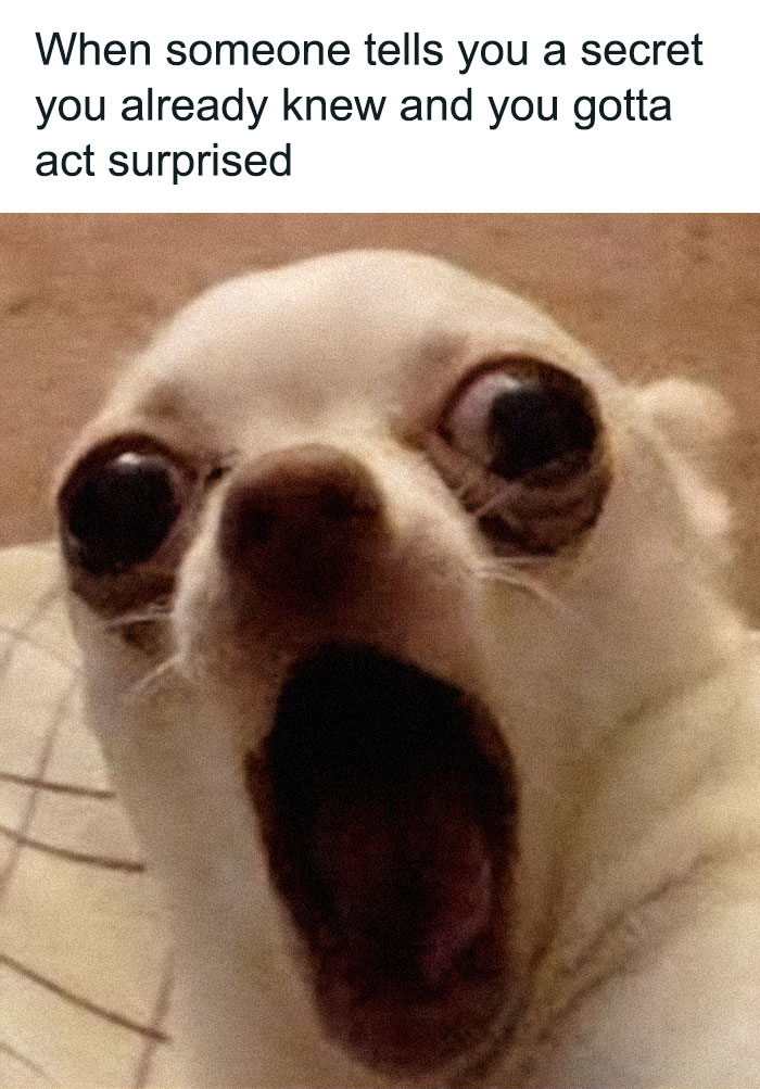 A hilariously adorable chihuahua dog meme with wide eyes and open mouth, acting surprised.
