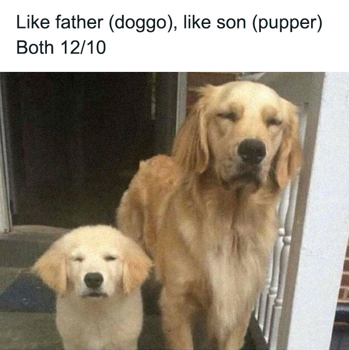 A hilariously adorable golden retriever doggo and pupper, like father like son, with funny closed-eye expressions, turned into memes.